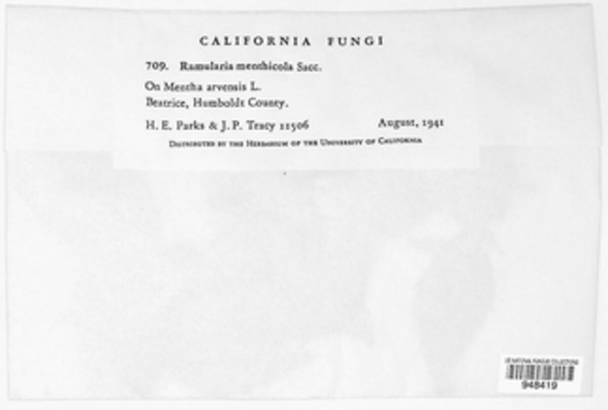 Ramularia menthicola image